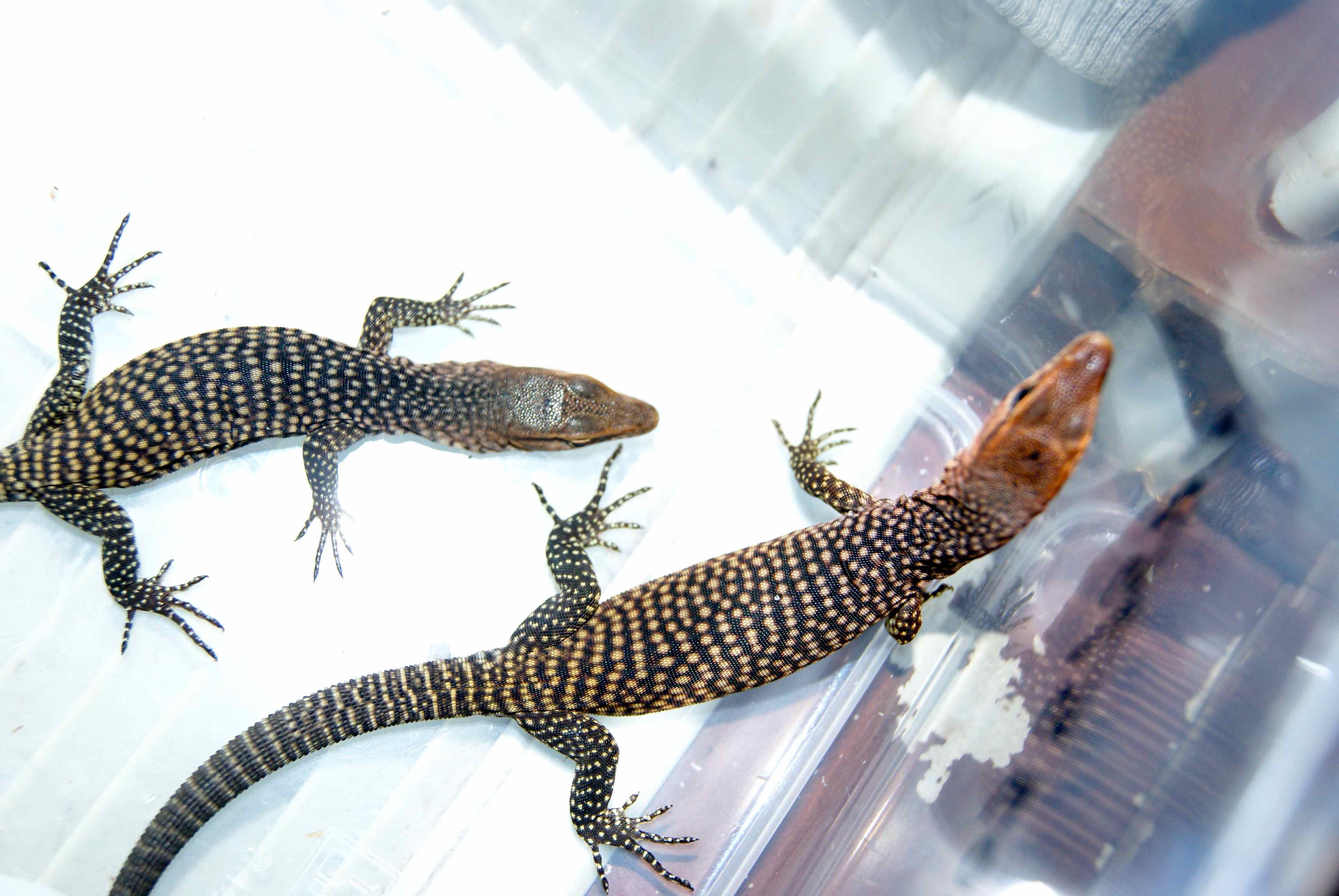 Reptile Vet Perth | Lizard & Turtle Vet Perth | The Unusual Pet Vets