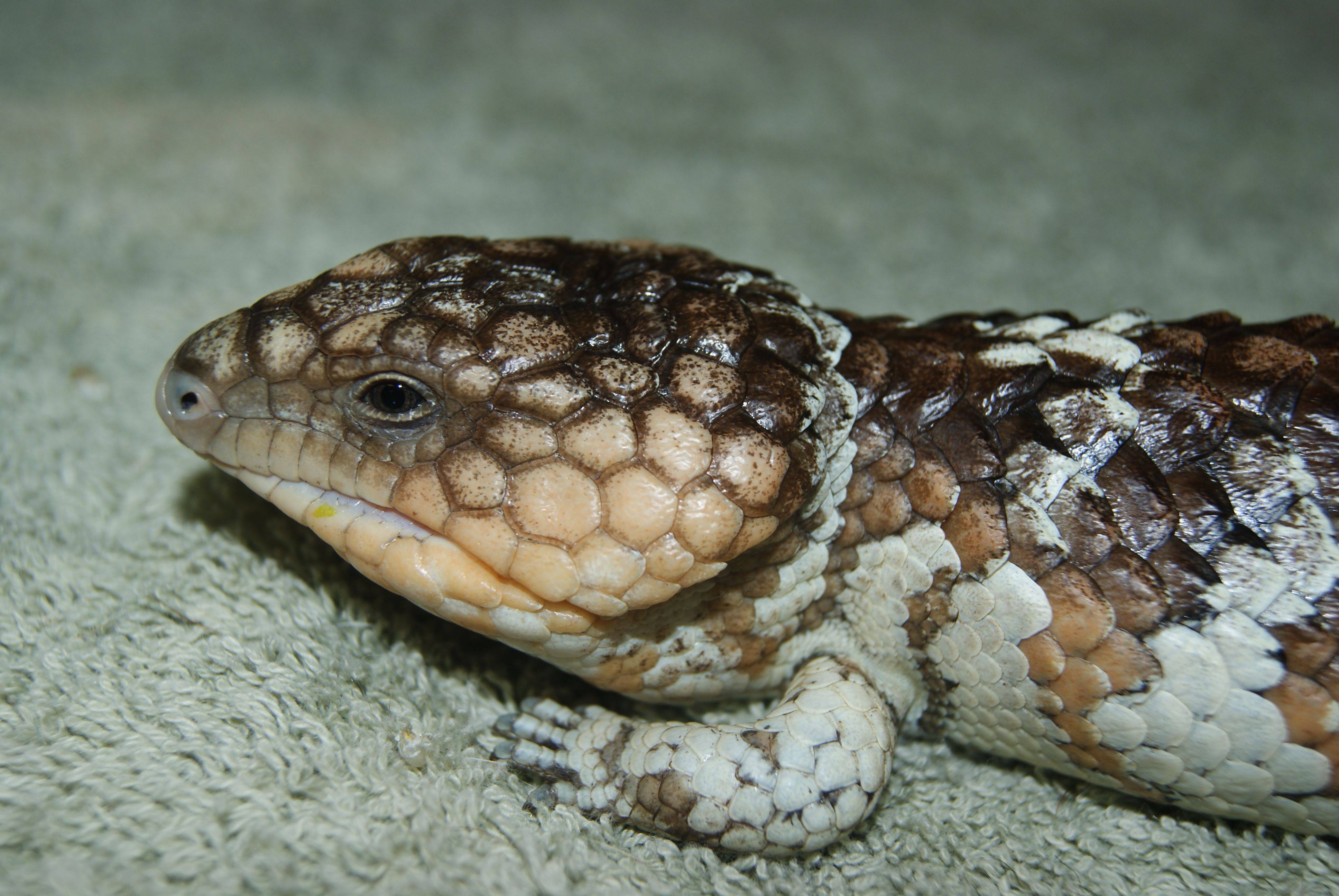 Reptile Vet Perth | Lizard & Turtle Vet Perth | The Unusual Pet Vets