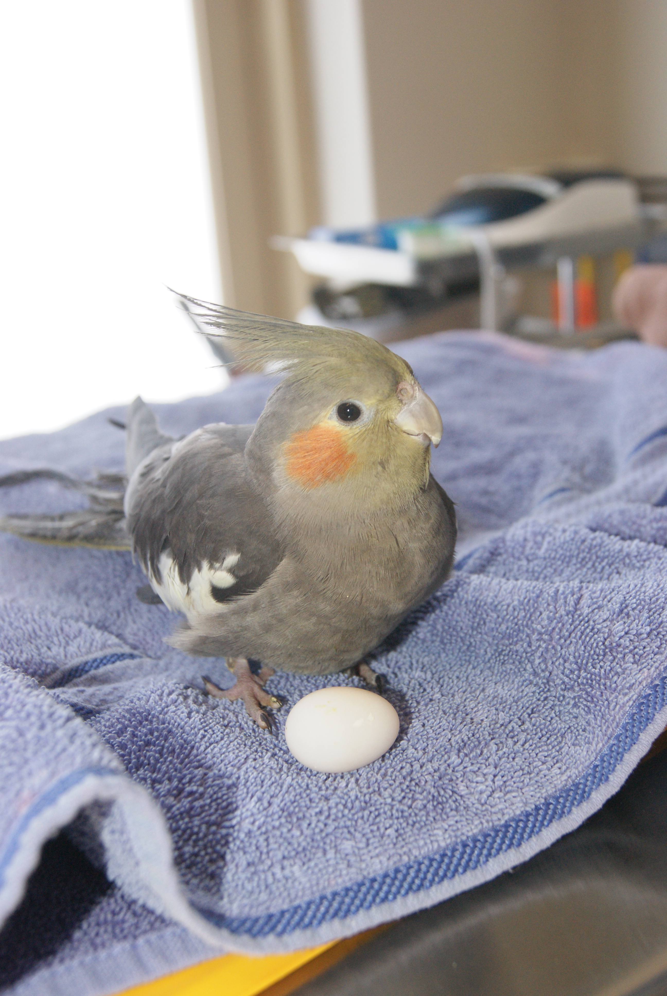 Avian Bird Vet Perth Bird Vet Avian Vet The Unusual Pet Vets