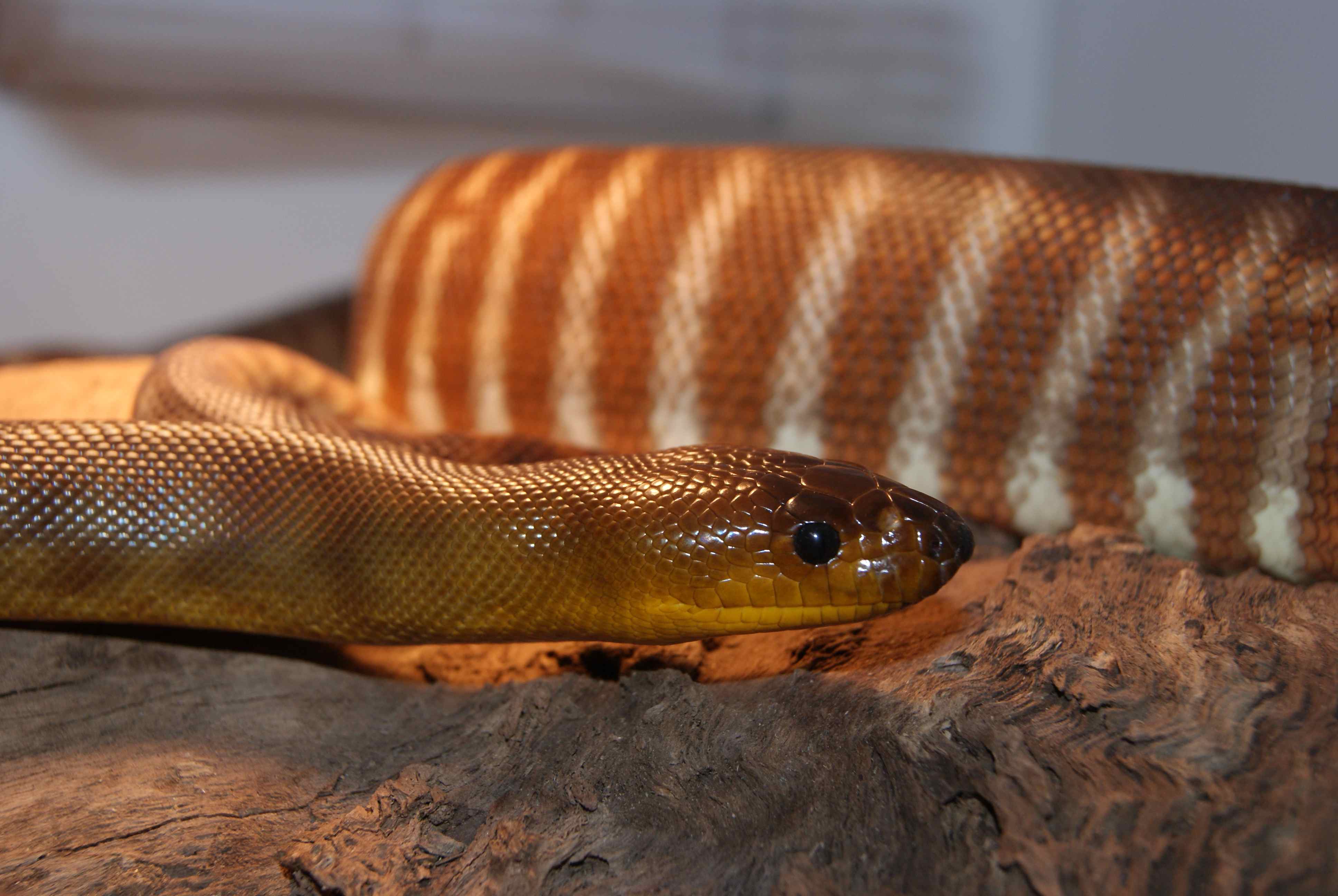 Reptile and Amphibian Care & Information Sheets The Unusual Pet Vets