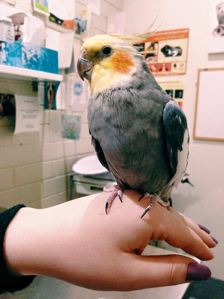 Bad birds!! Birds eating things they shouldn't! The Unusual Pet Vets