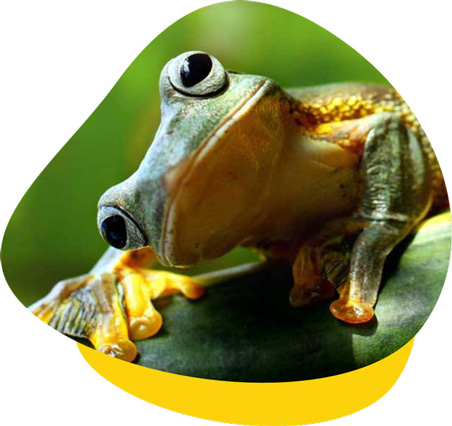 Amphibian vets near me cheap