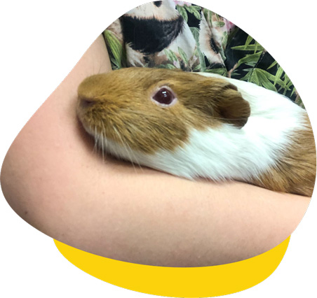 Ana guinea pig case