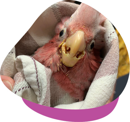 Baby galah