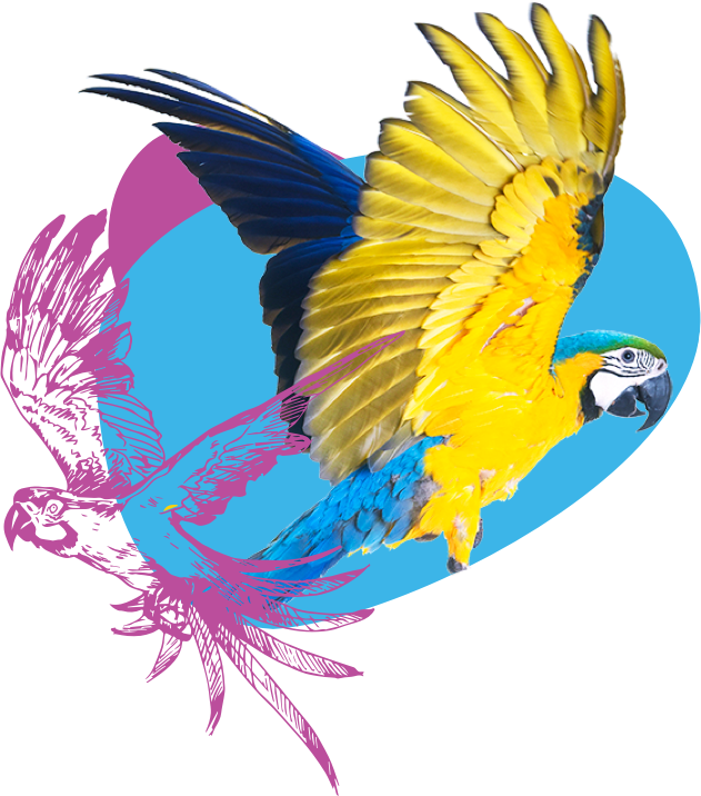 Bird Vet Perth, Melbourne & Brisbane (Parrots, Waterbirds Etc.)