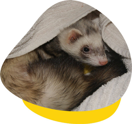 Ferret specialist shop near me
