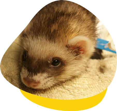 HopStart Package for Ferrets - The Unusual Pet Vets