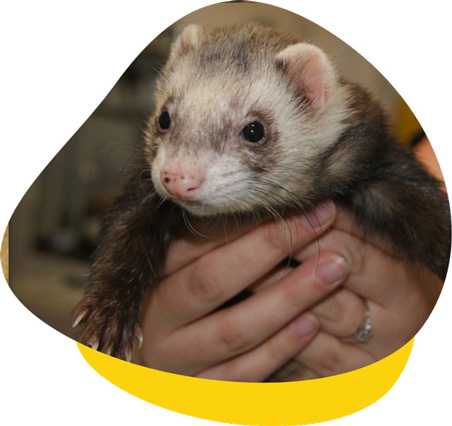 Ferret Care