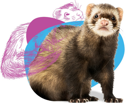 Ferret Care