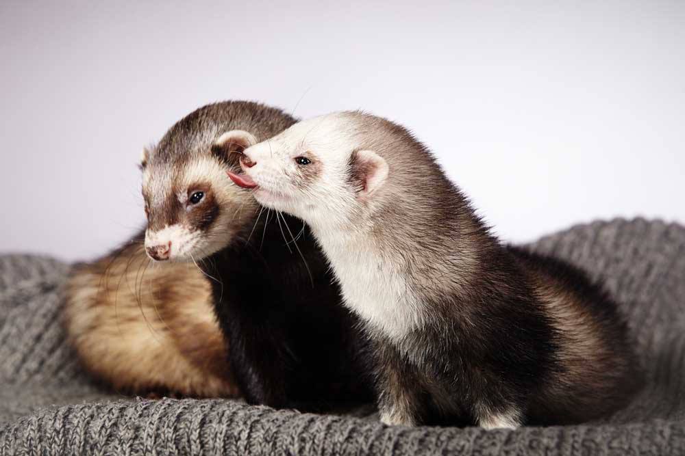 Ferret Vet Clinic in Perth & Melbourne The Unusual Pet Vets Ferret Vet Clinic in Perth & Melbourne The Unusual Pet Vets