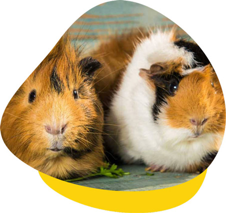 guinea pig veterinary care