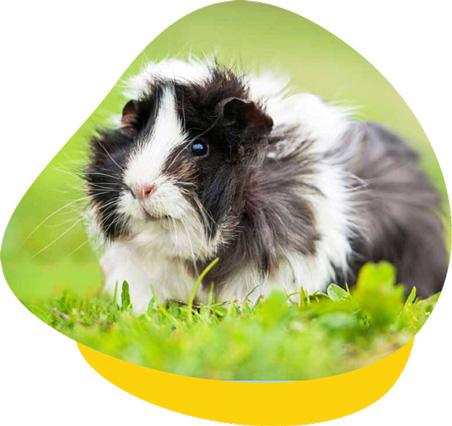 animal hospital for guinea pigs near me