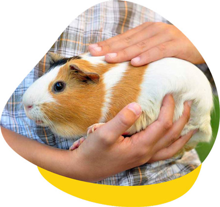 Guinea Pig Vet Clinic