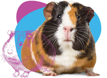 Guinea Pig Vet Clinic