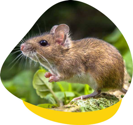 Mouse vet near sales me