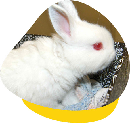 Vets that fix rabbits near me cheap