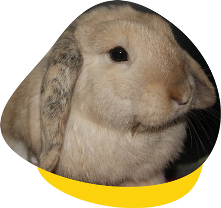 Expert Rabbit Vet Clinic in Perth & Melbourne