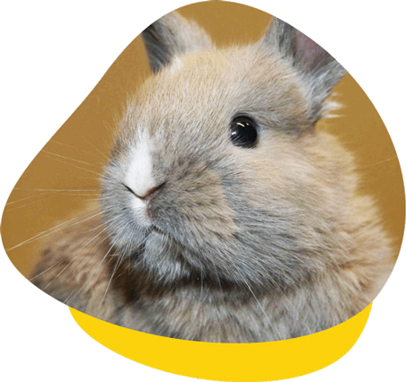 Get expert care from an experienced rabbit vet Get expert care from an experienced rabbit vet