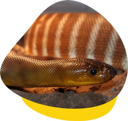 Reptile Vets in Perth, Melbourne & Brisbane (Snakes, Lizards, etc.)