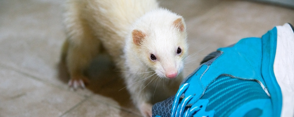 Ferret-foreign-body