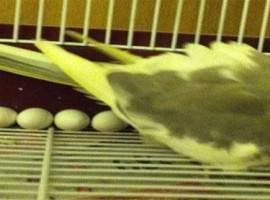 Chronic egg laying in birds