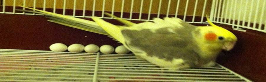 Anthro Bird Laying Eggs