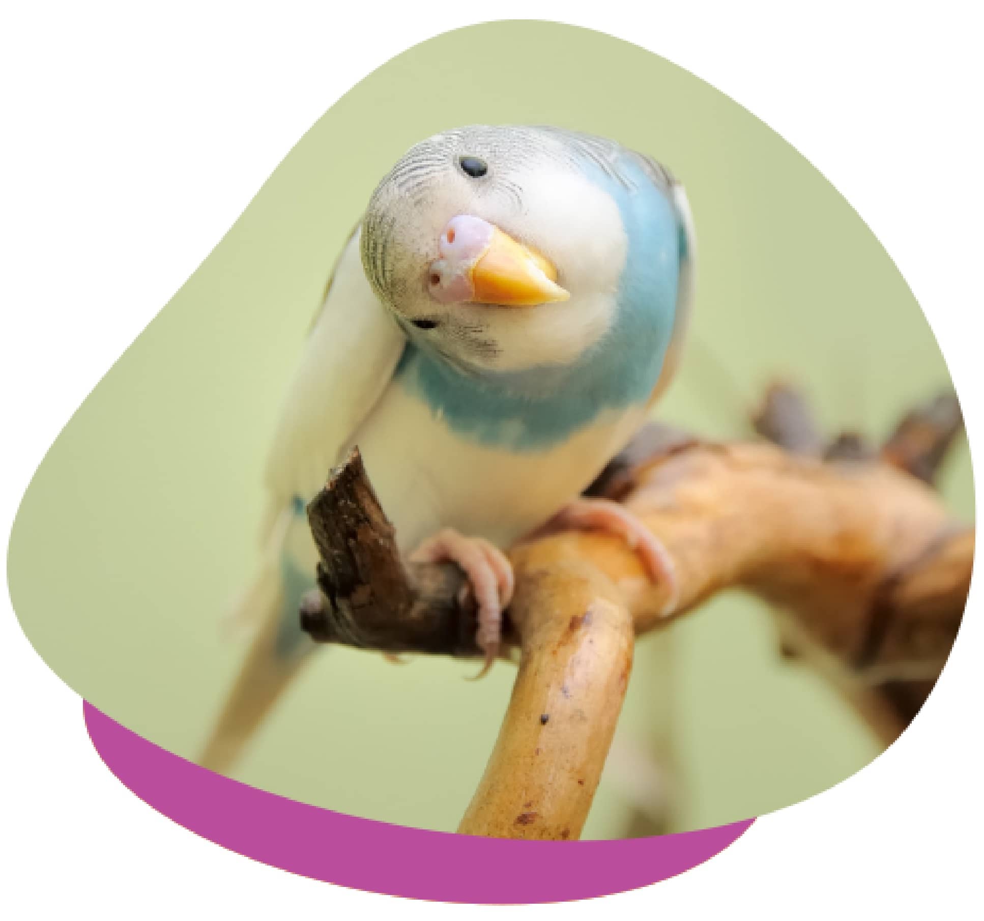 Budgie