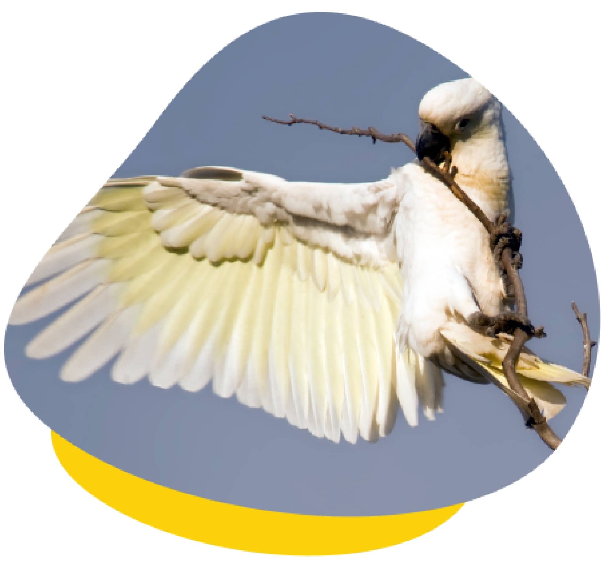 Cockatoo wing span