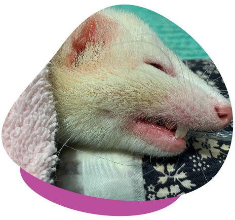 Ferret in Surgery