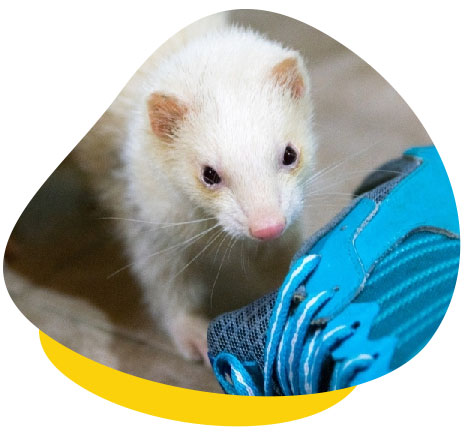 ferret shoe