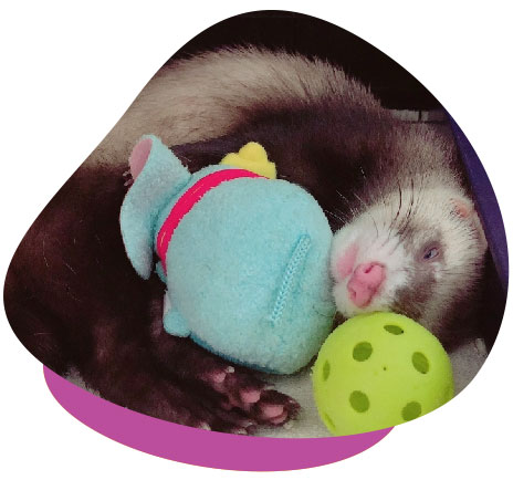 ferret sleeping toys
