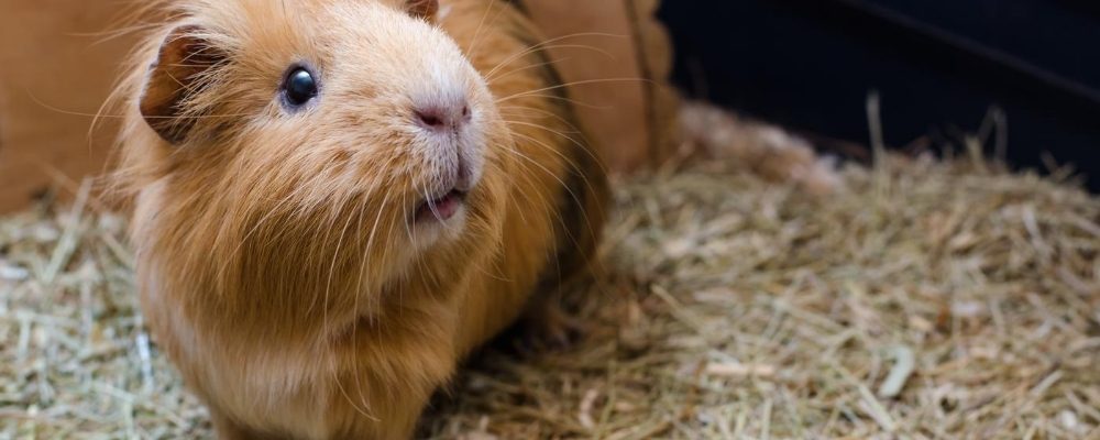 guinea pig urinary stones blog image