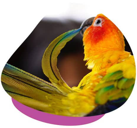 Parrot preening
