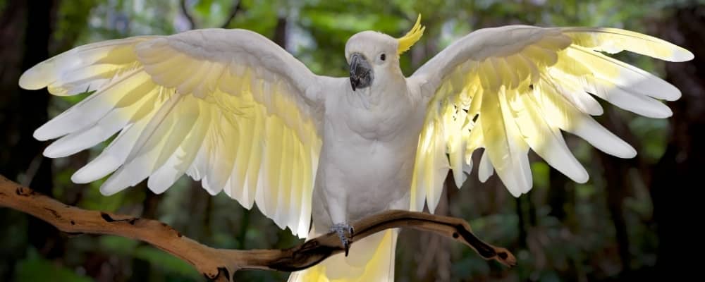 how to clip cockatiel wings
