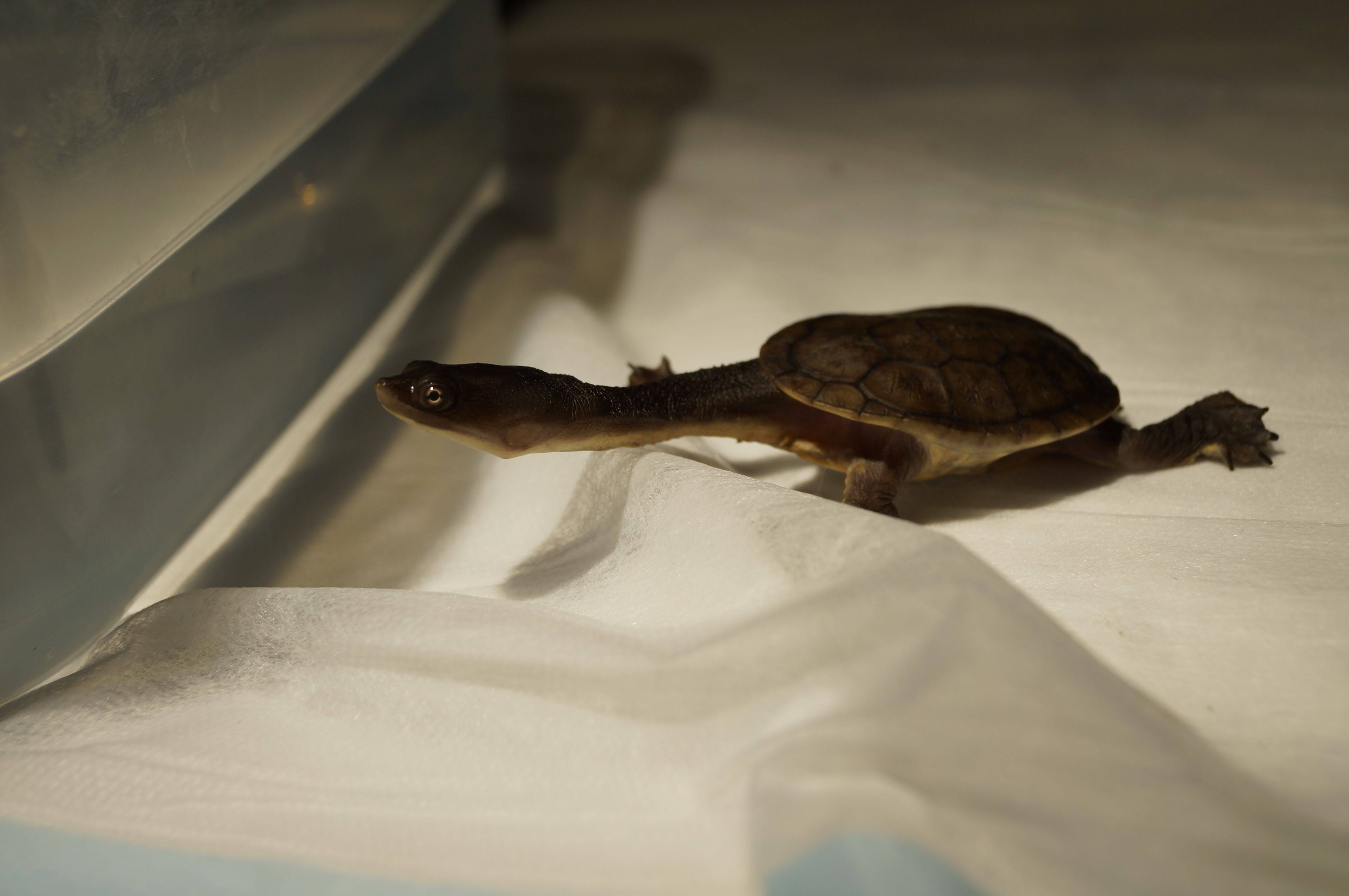 Reptile Vets in Perth & Melbourne (Snakes, Lizards, Turtles etc.)