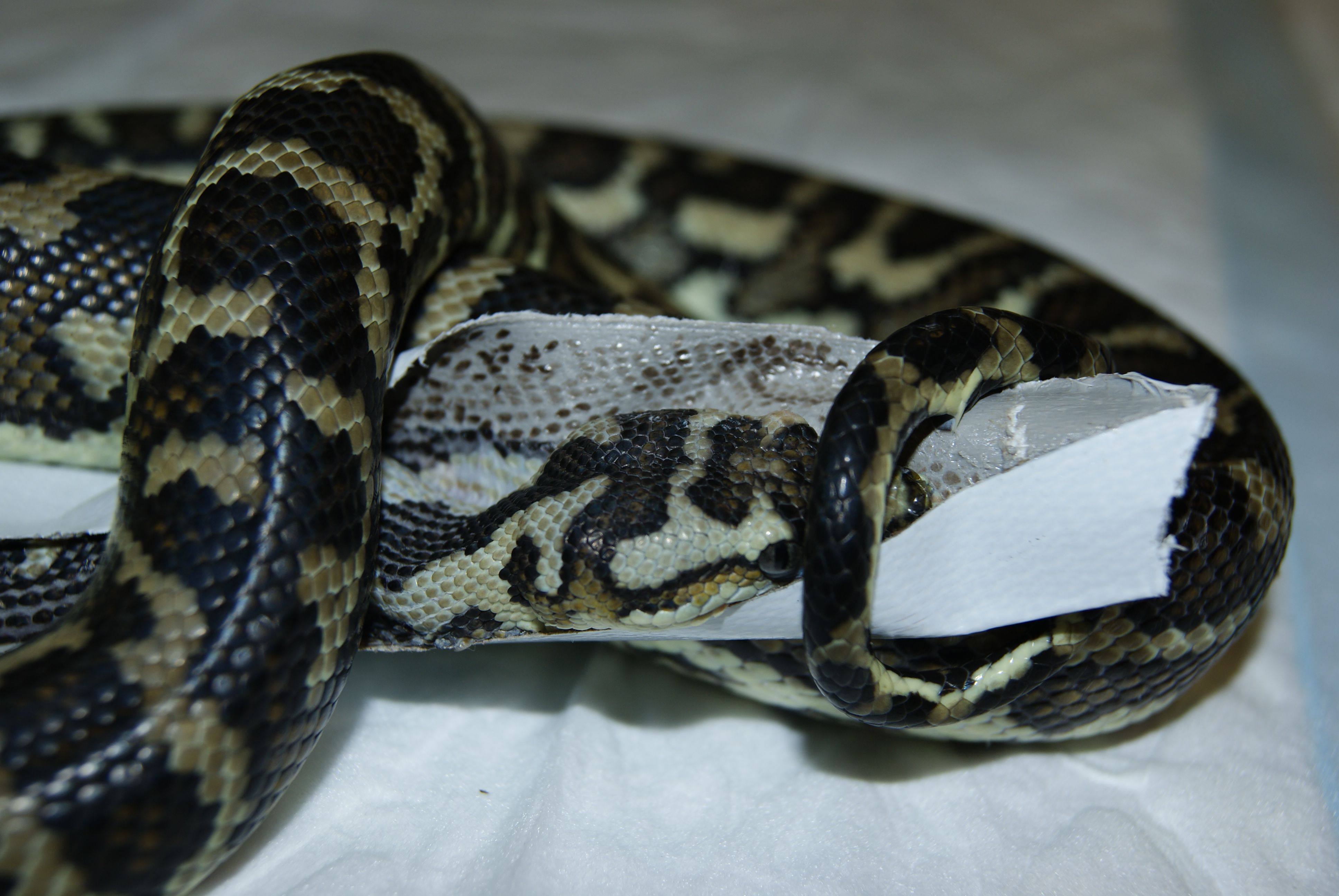 Reptile Vets in Perth & Melbourne (Snakes, Lizards, Turtles etc.)
