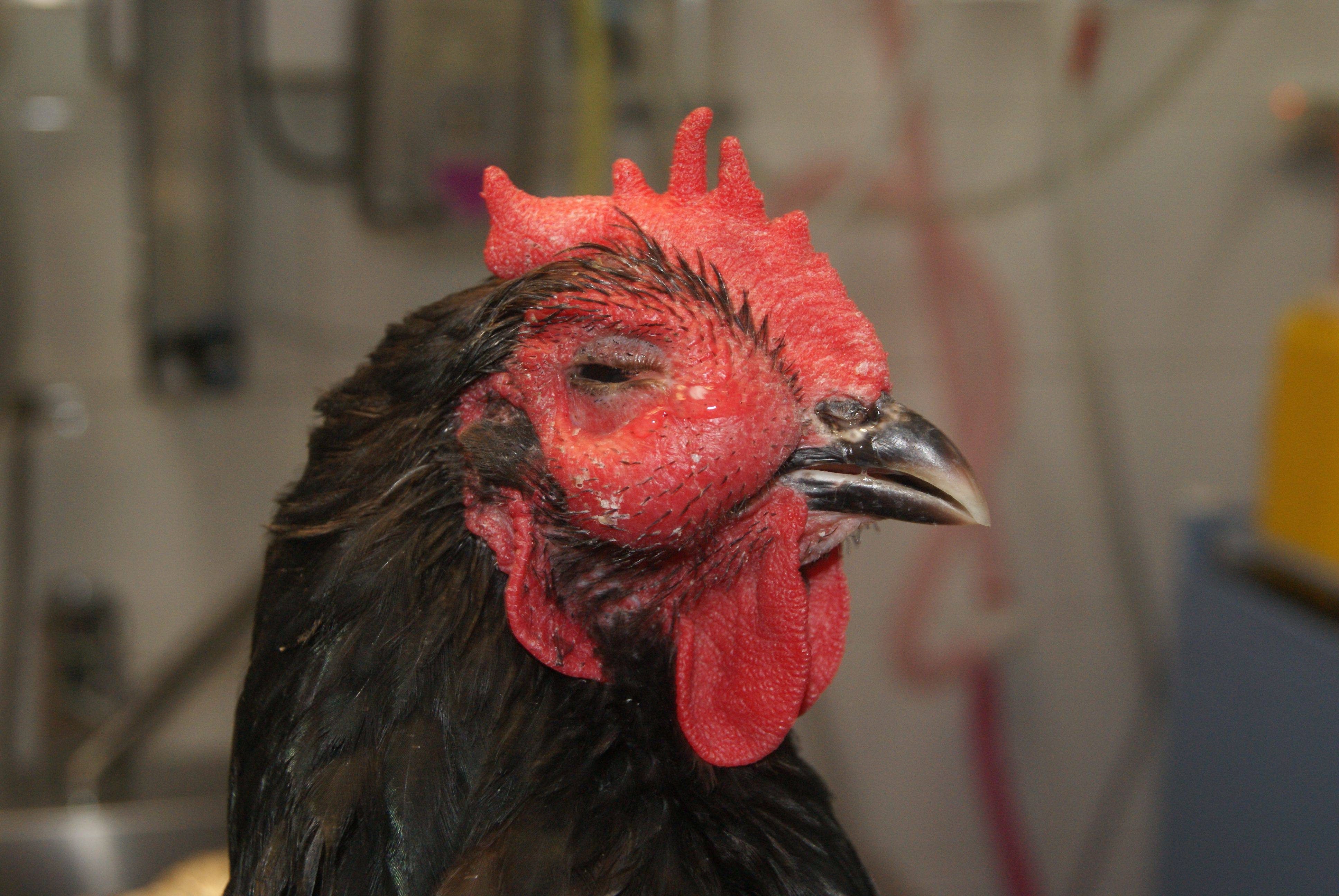Bird Vet Perth & Melbourne (Chicken, Parrots Etc.) The Unusual Pet Vets