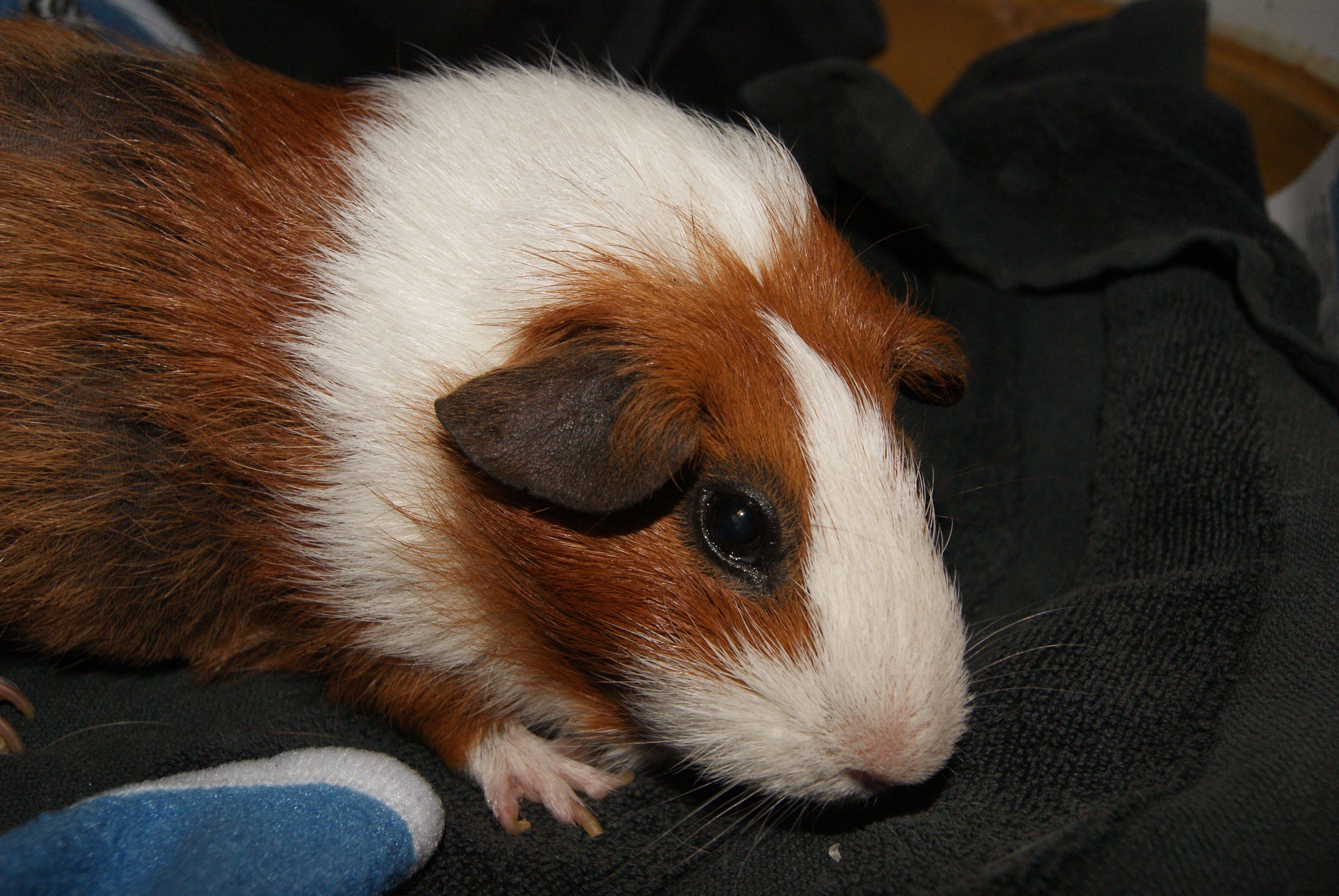 Guinea Pig Vet Perth & Melbourne The Unusual Pet Vets