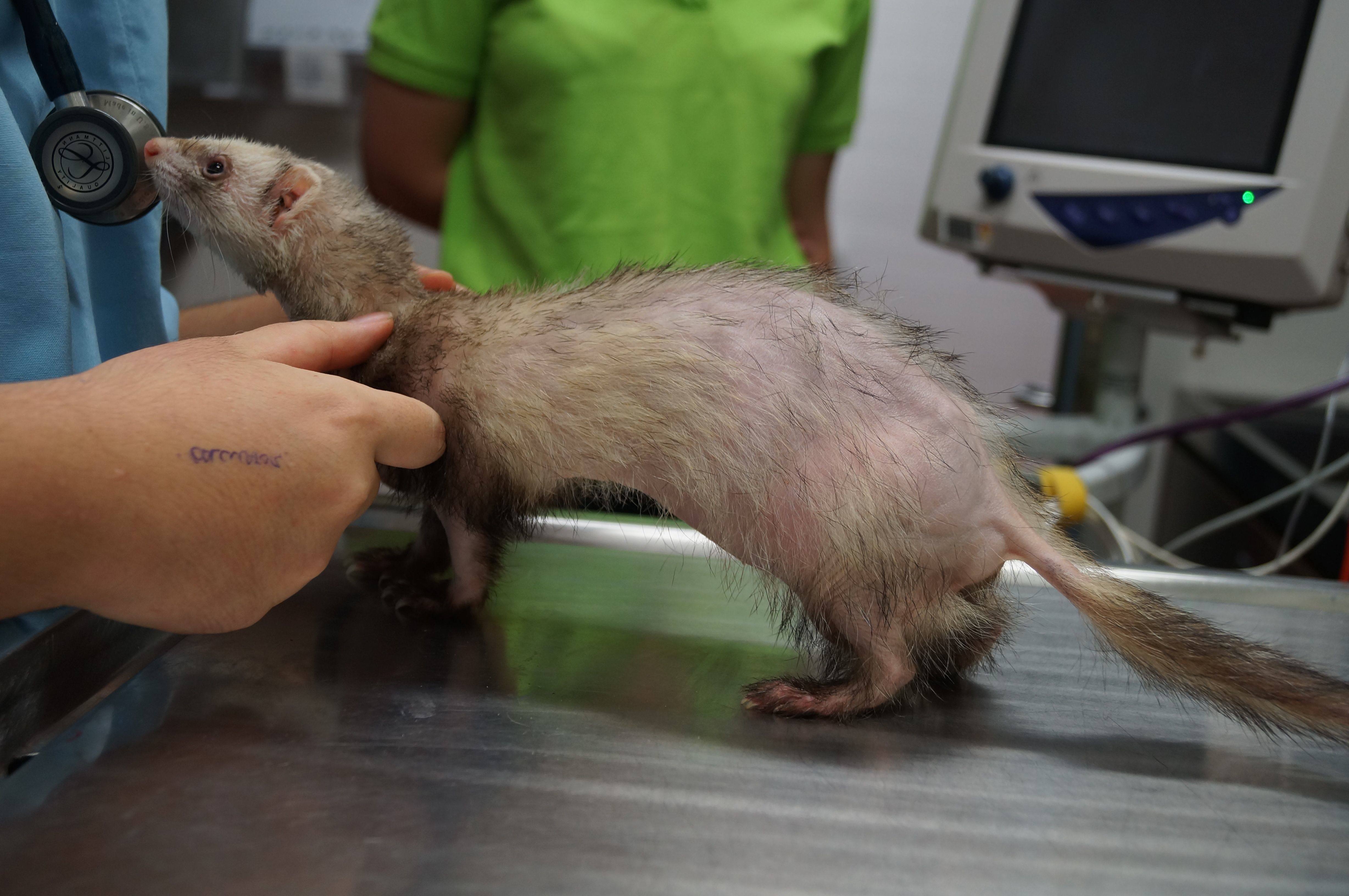 Ferret Vet Clinic in Perth & Melbourne The Unusual Pet Vets Ferret Vet Clinic in Perth & Melbourne The Unusual Pet Vets