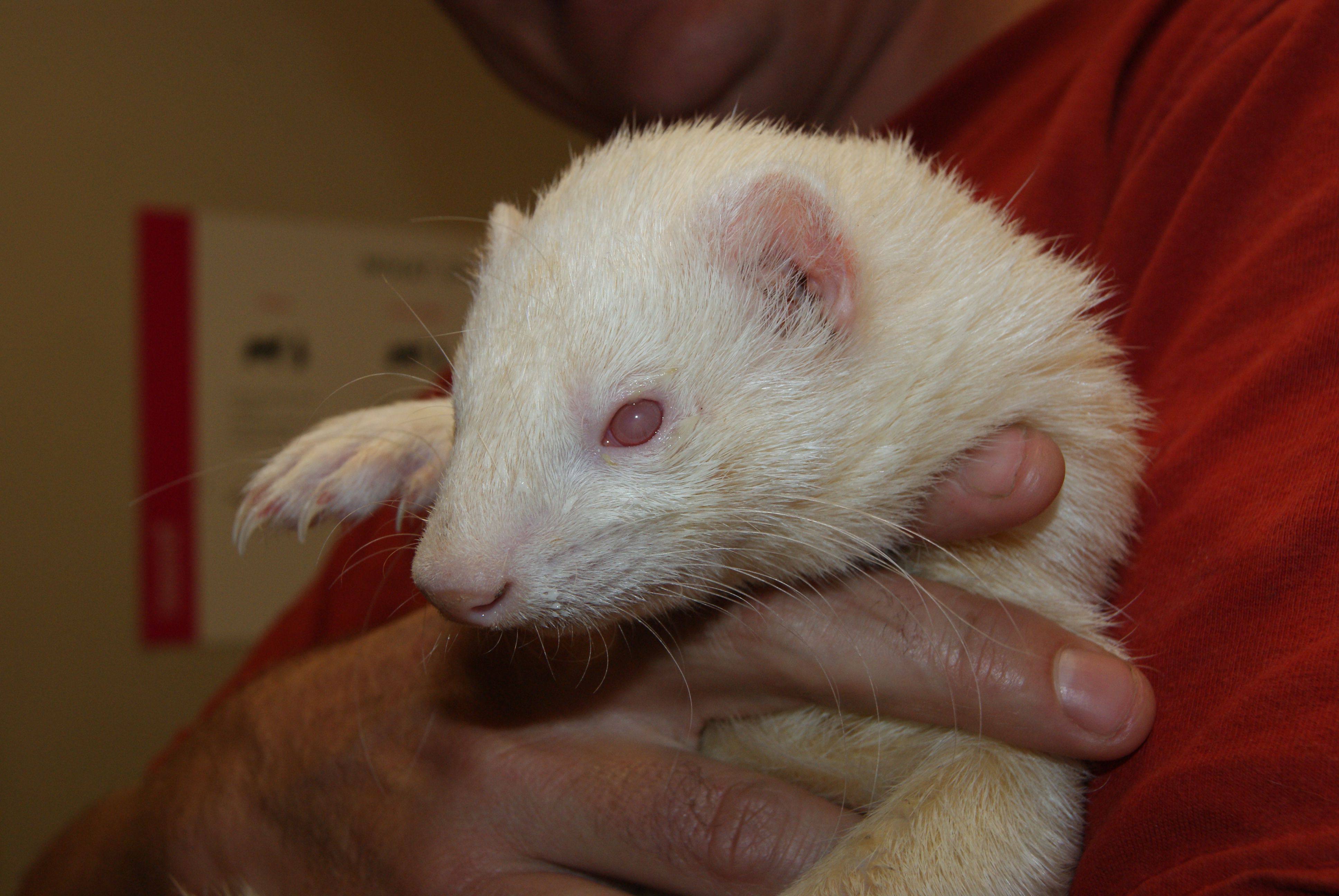 Ferret Vet Clinic in Perth &amp; Melbourne The Unusual Pet Vets