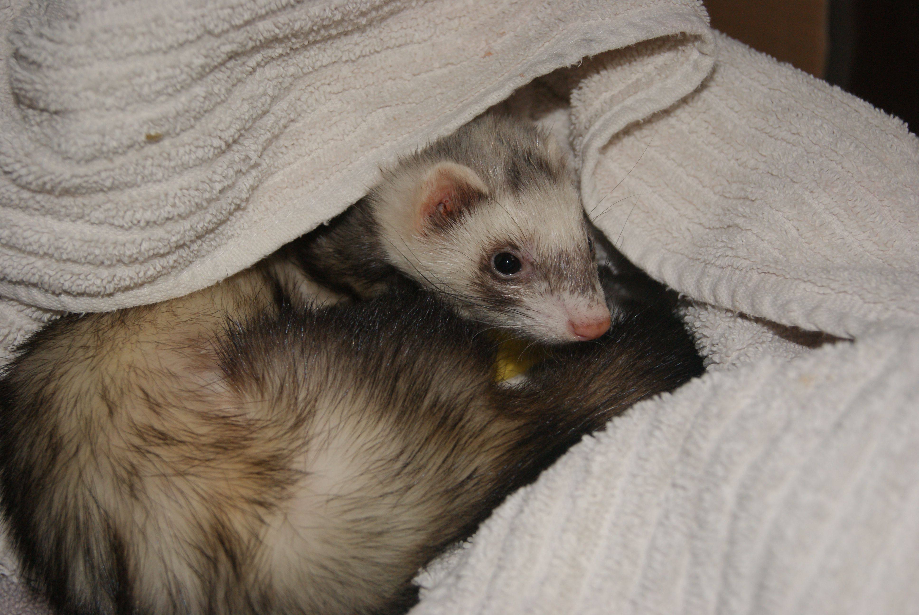 Ferret Vet Clinic in Perth & Melbourne The Unusual Pet Vets Ferret Vet Clinic in Perth & Melbourne The Unusual Pet Vets
