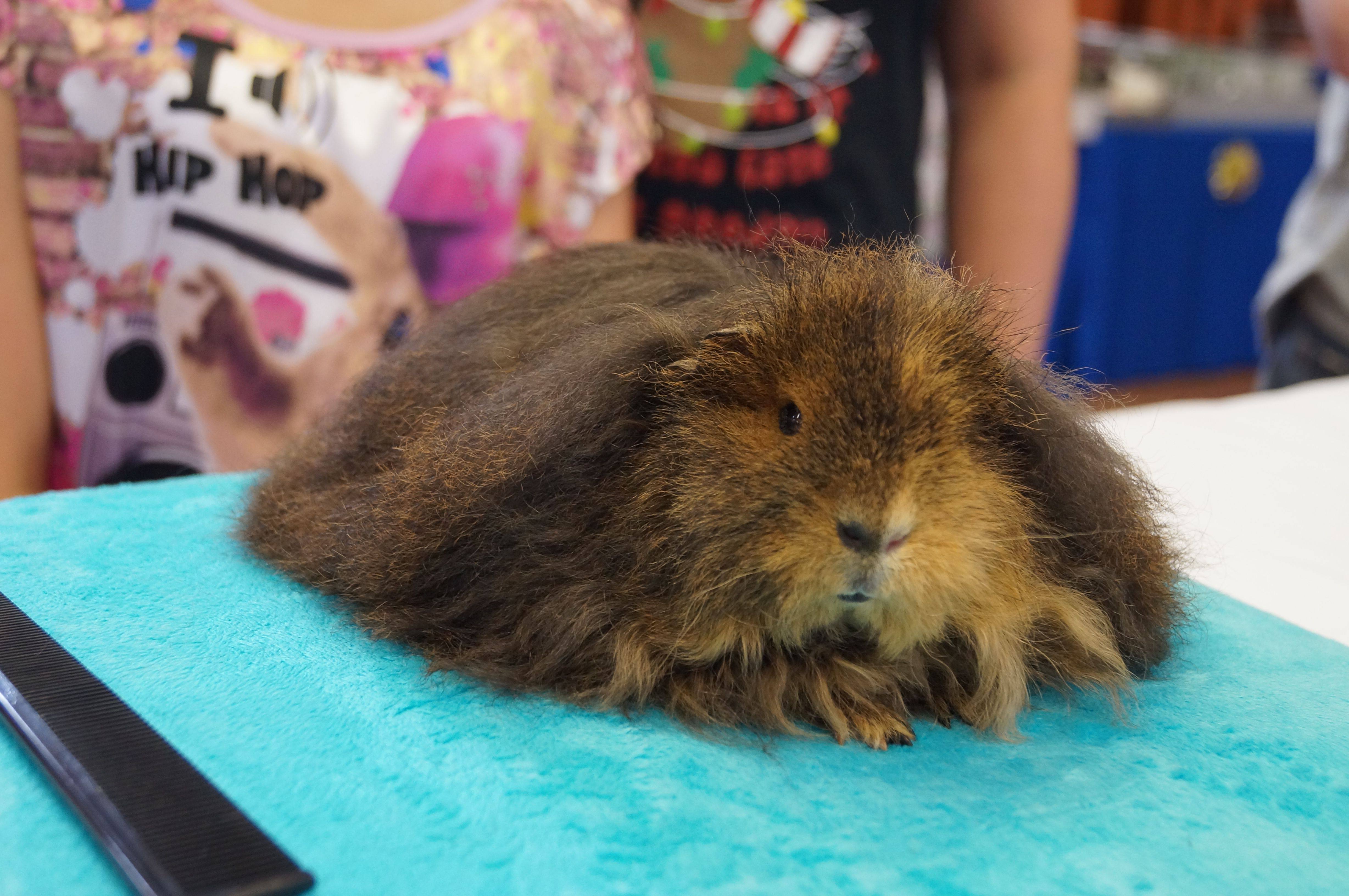 We're Your Expert Guinea Pig Vet Clinic in Perth, Melbourne & Brisbane