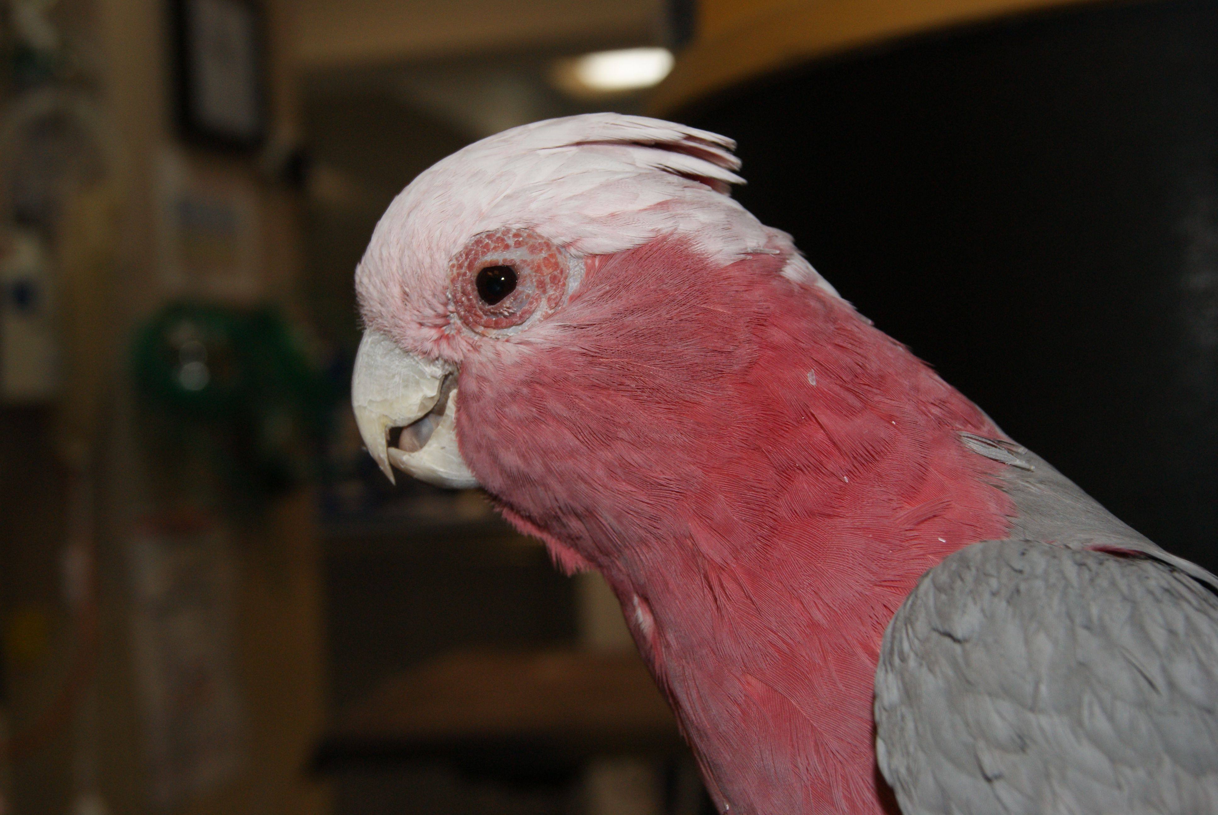 Bird Vet Perth & Melbourne (Chicken, Parrots Etc.) The Unusual Pet Vets