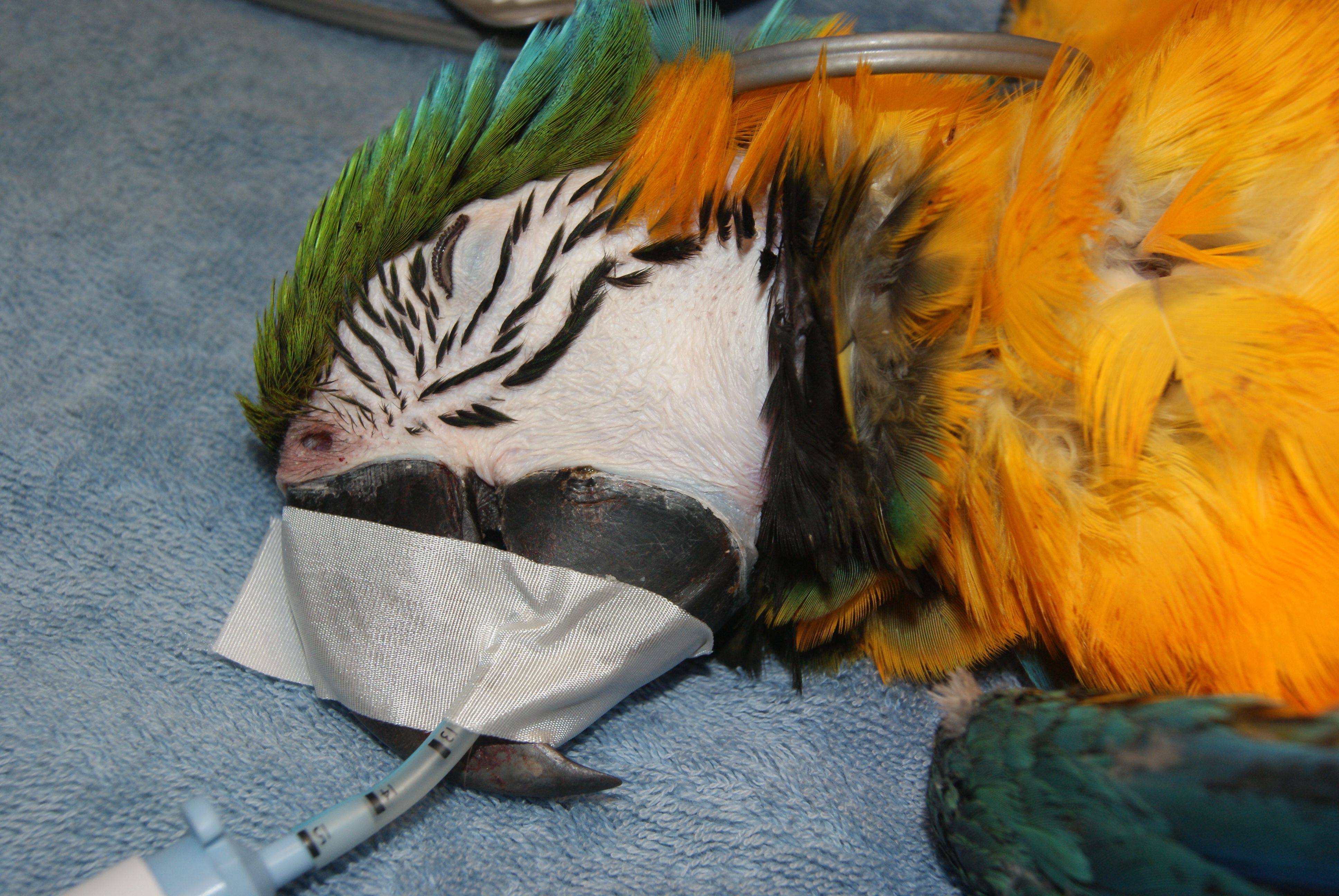 Bird Vet Perth, Melbourne & Brisbane (Chickens, Parrots, Waterbirds Etc.)