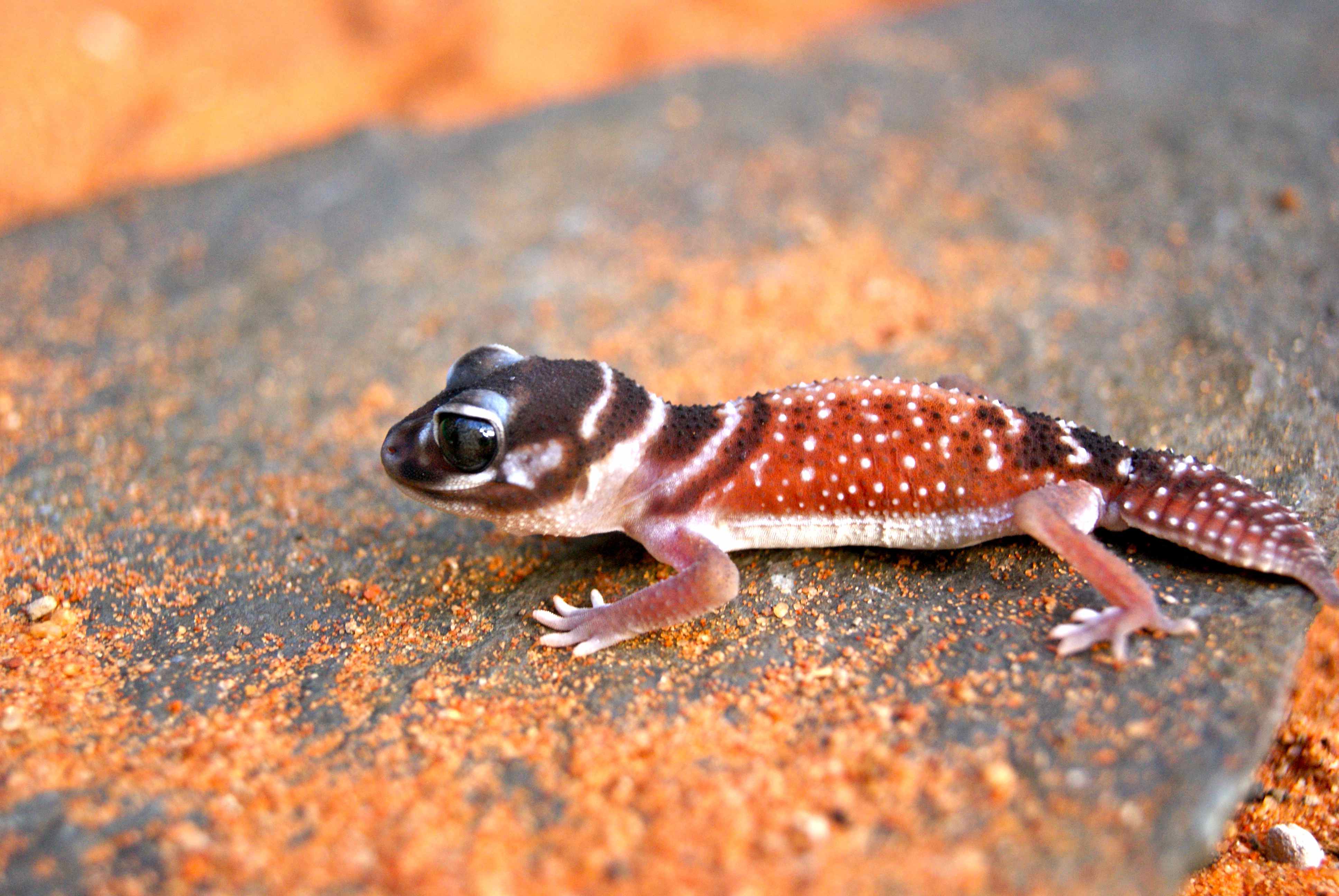 Reptile Vets in Perth, Melbourne & Brisbane (Snakes, Lizards, Turtles etc.)