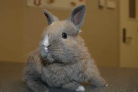 Exotic Pets,exotic pet store,exotic pet store near me,exotic pets for sale,exotic pet vet near me