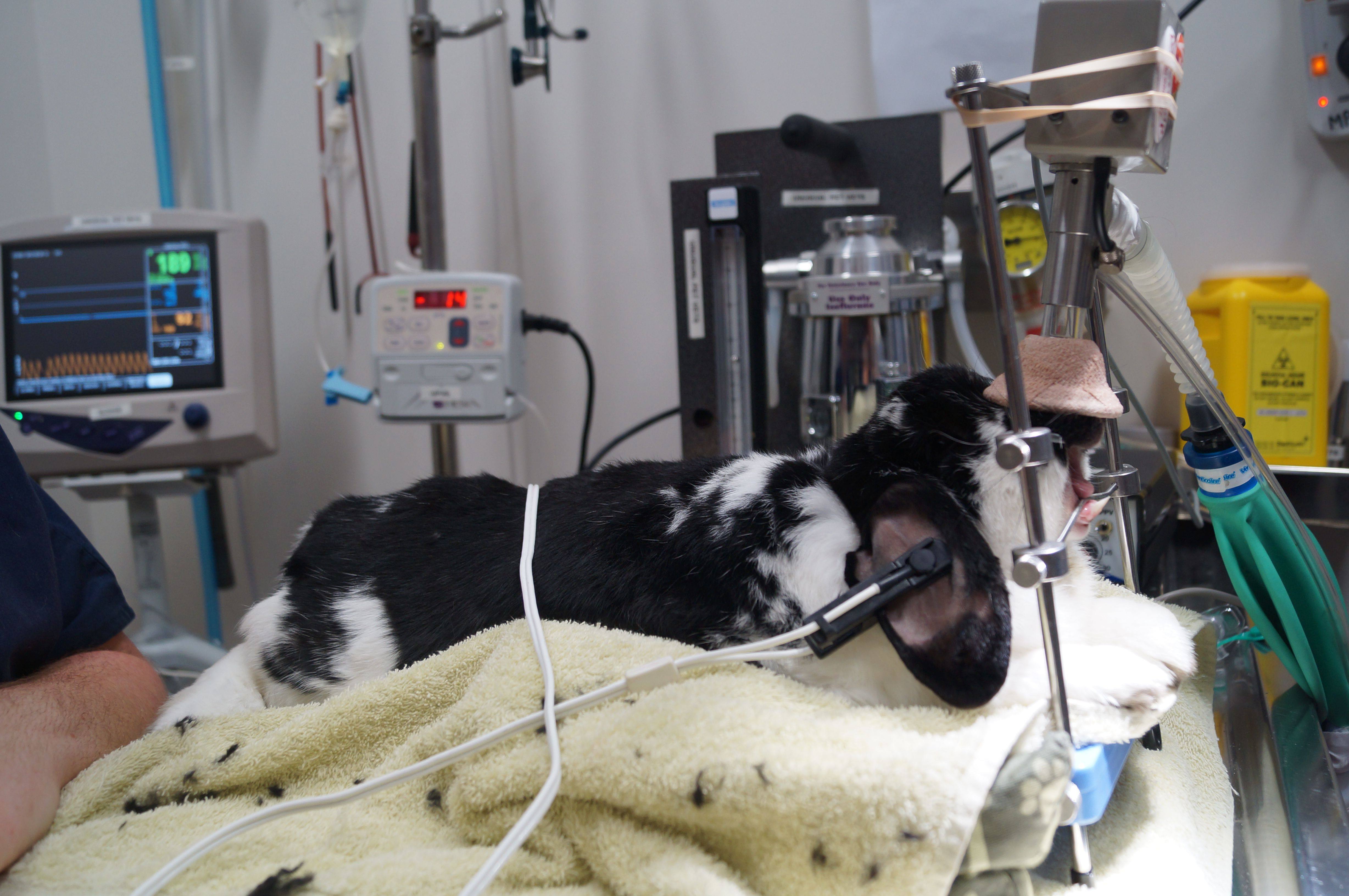 Expert Rabbit Vet Clinic in Perth & Melbourne