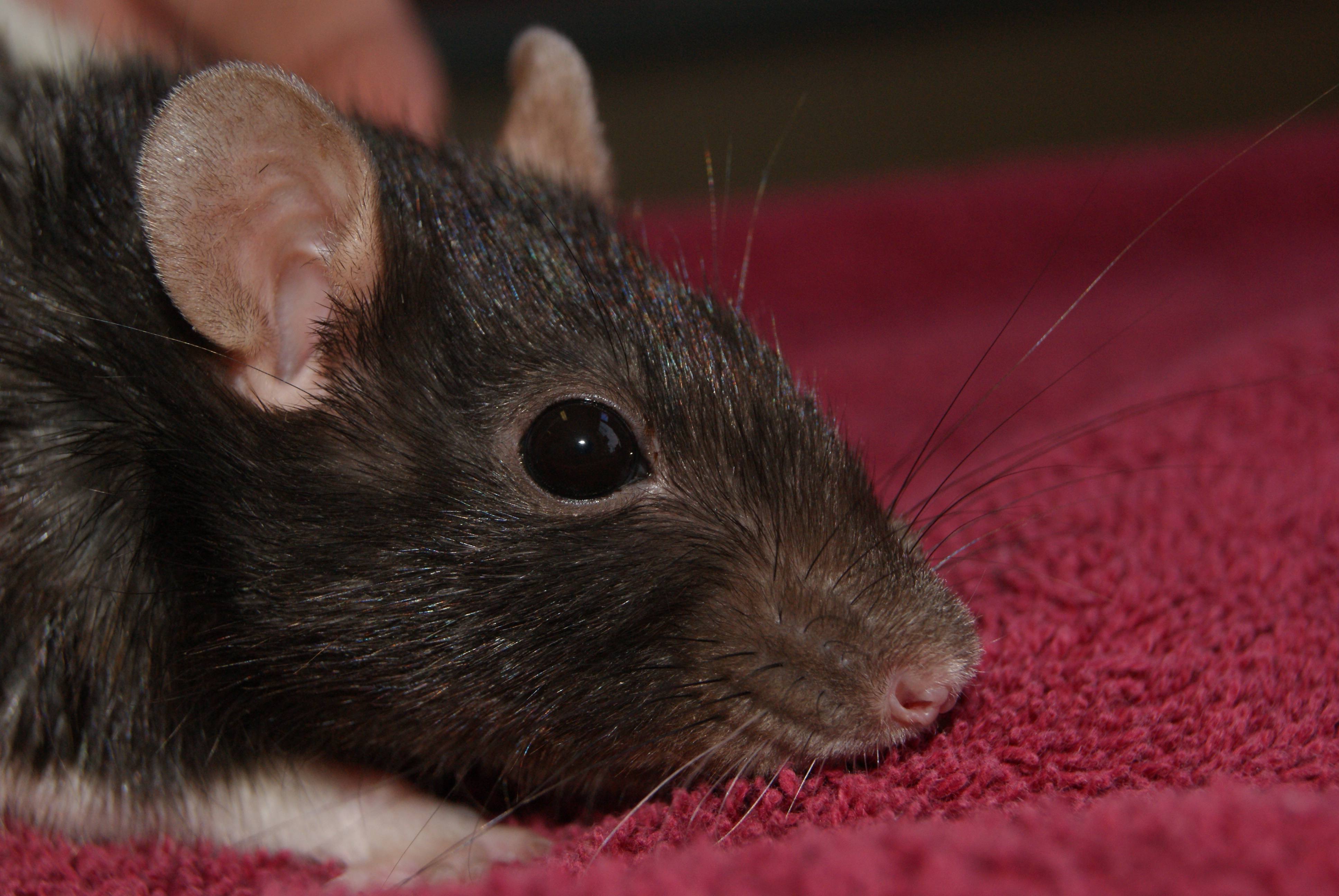Rat & Mouse Vet Perth, Melbourne & Brisbane The Unusual Pet Vets