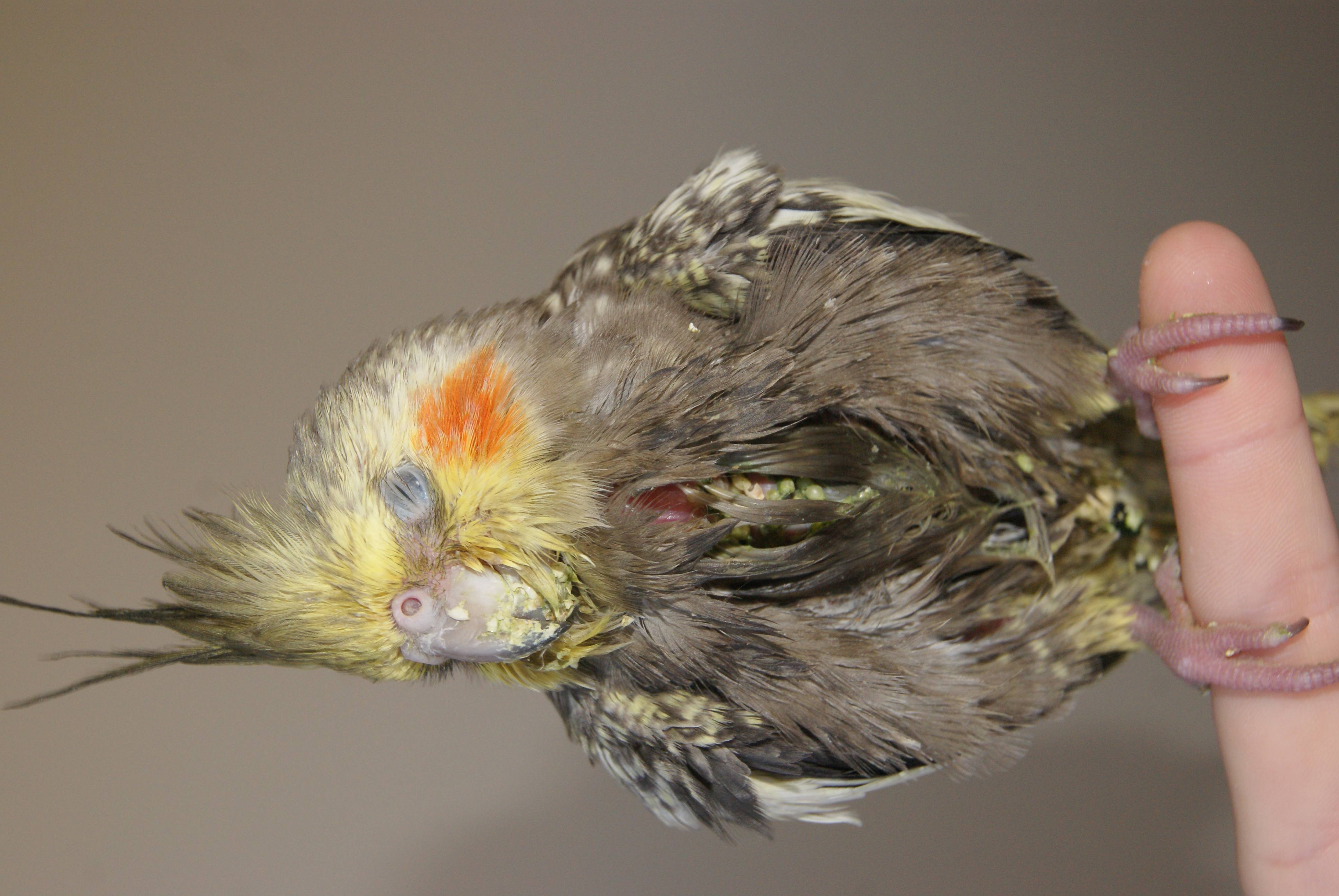 Bird Vet Perth & Melbourne (Chicken, Parrots Etc.) The Unusual Pet Vets