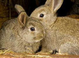 Two rabbits are better than one. Unusual Pet Vets